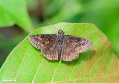Erynnis baptisiae