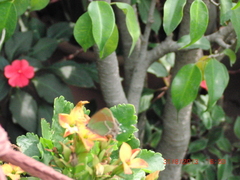 Callophrys xami