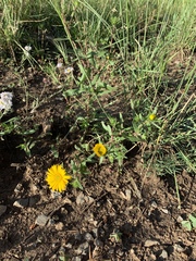 Grindelia scabra