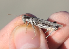 Melanoplus complanatipes