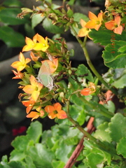 Callophrys xami