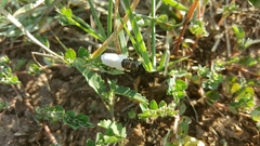Acontiinae