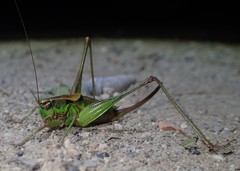 Eupholidoptera chabrieri