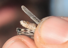 Melanoplus complanatipes