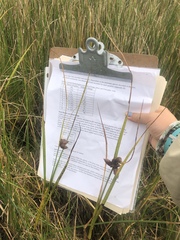 Bolboschoenus robustus