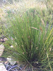 Hypodiscus alboaristatus