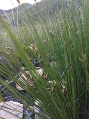 Hypodiscus alboaristatus