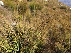 Tetraria triangularis