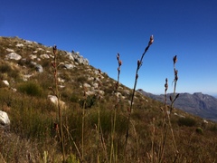 Tetraria triangularis