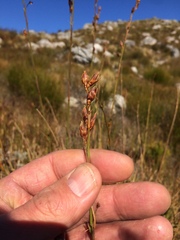 Tetraria triangularis