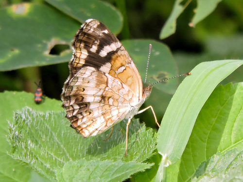 Pale-banded Crescent
