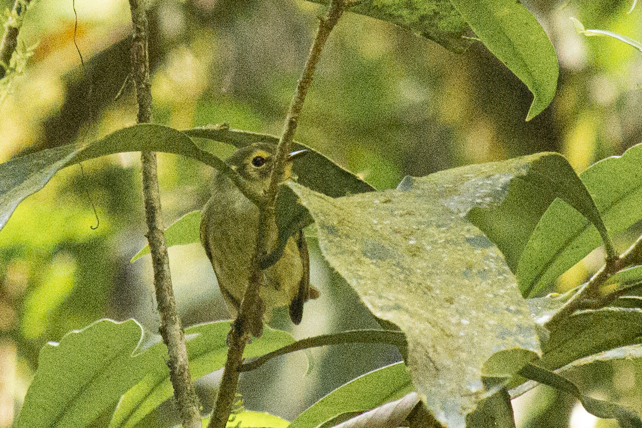 Oustalet's Tyrannulet (Phylloscartes oustaleti), photo 6
