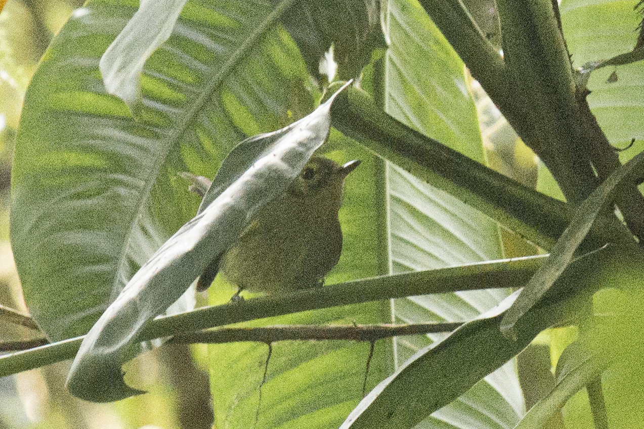 Oustalet's Tyrannulet (Phylloscartes oustaleti), photo 7
