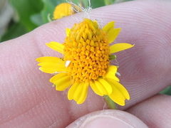 Acmella oppositifolia
