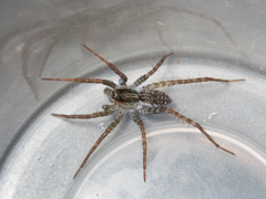 Pardosa pseudoannulata