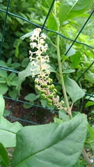 Phytolacca americana