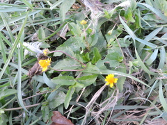 Acmella oppositifolia