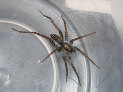 Pardosa pseudoannulata