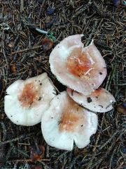 Russula nauseosa
