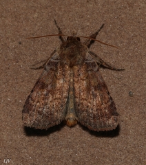 Eriopygini