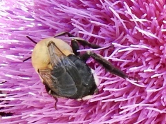 Anthophora montana