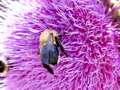 Anthophora montana