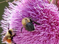 Anthophora montana