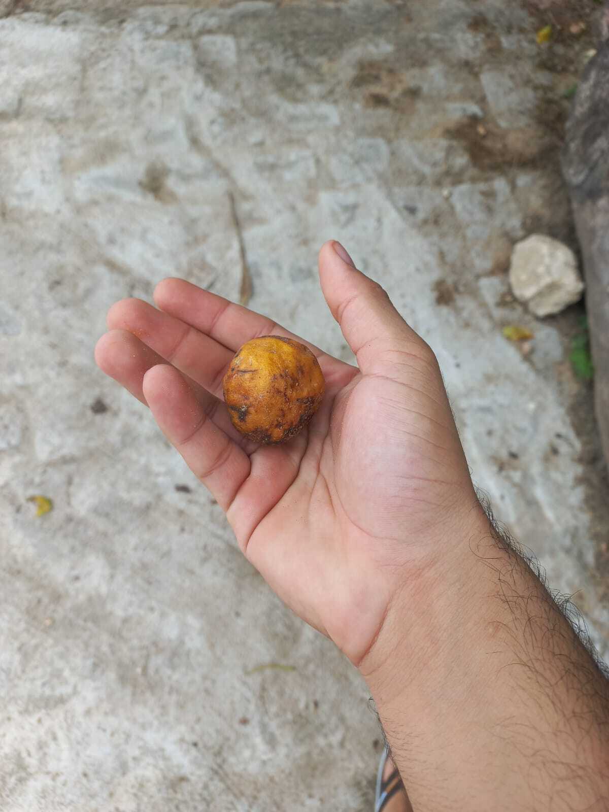 Imagem de Trapiá