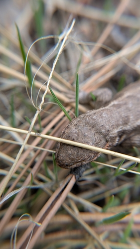 Southern Sagebrush Lizard, Running Springs, CA, USA, photo 9 of 10