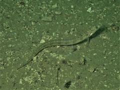 Trichonotus halstead