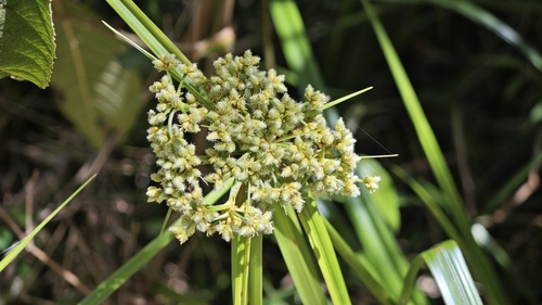 Scirpus rosthornii iNat (3)