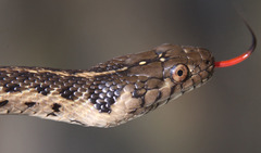 Thamnophis couchii