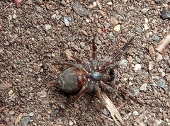 Arctobius agelenoides