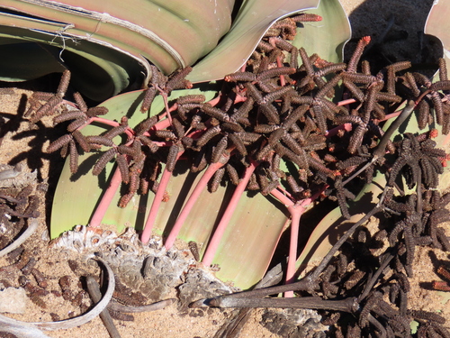 Image of Welwitschia mirabilis by no rights reserved