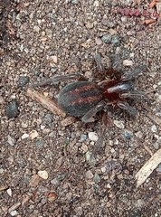 Arctobius agelenoides