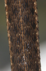 Thamnophis couchii