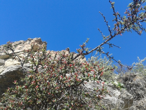 Prunus incana, photograph 2