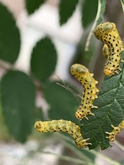 Pristiphora geniculata