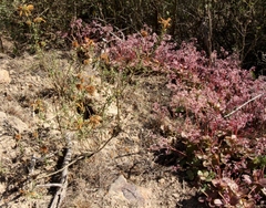 Crassula multicava multicava