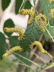 Pristiphora geniculata