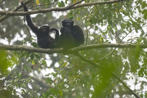 Western Hoolock Gibbon