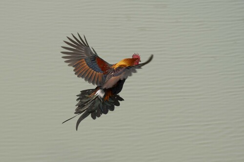 Coq bankiva