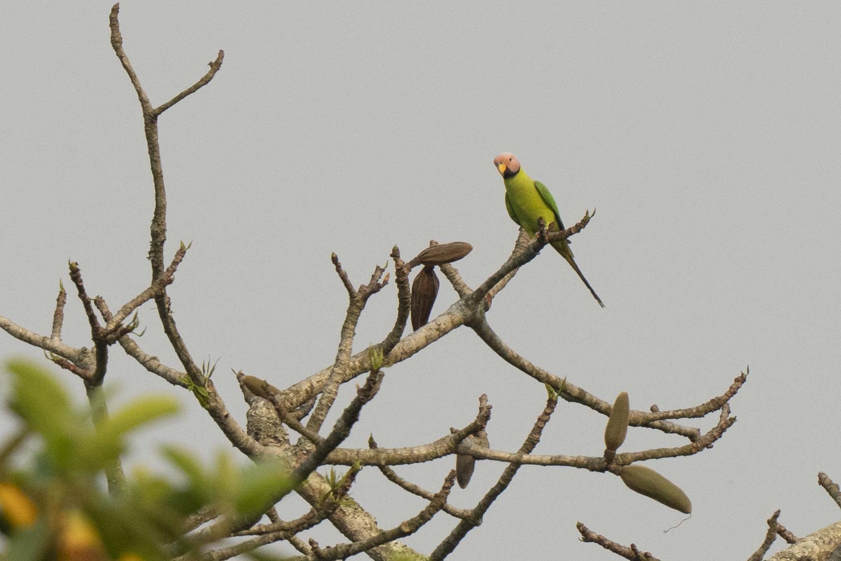 Blossom-headed Parakeet