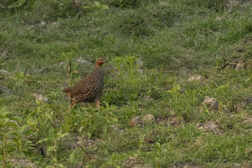 Swamp Francolin (Ortygornis gularis), photo 2