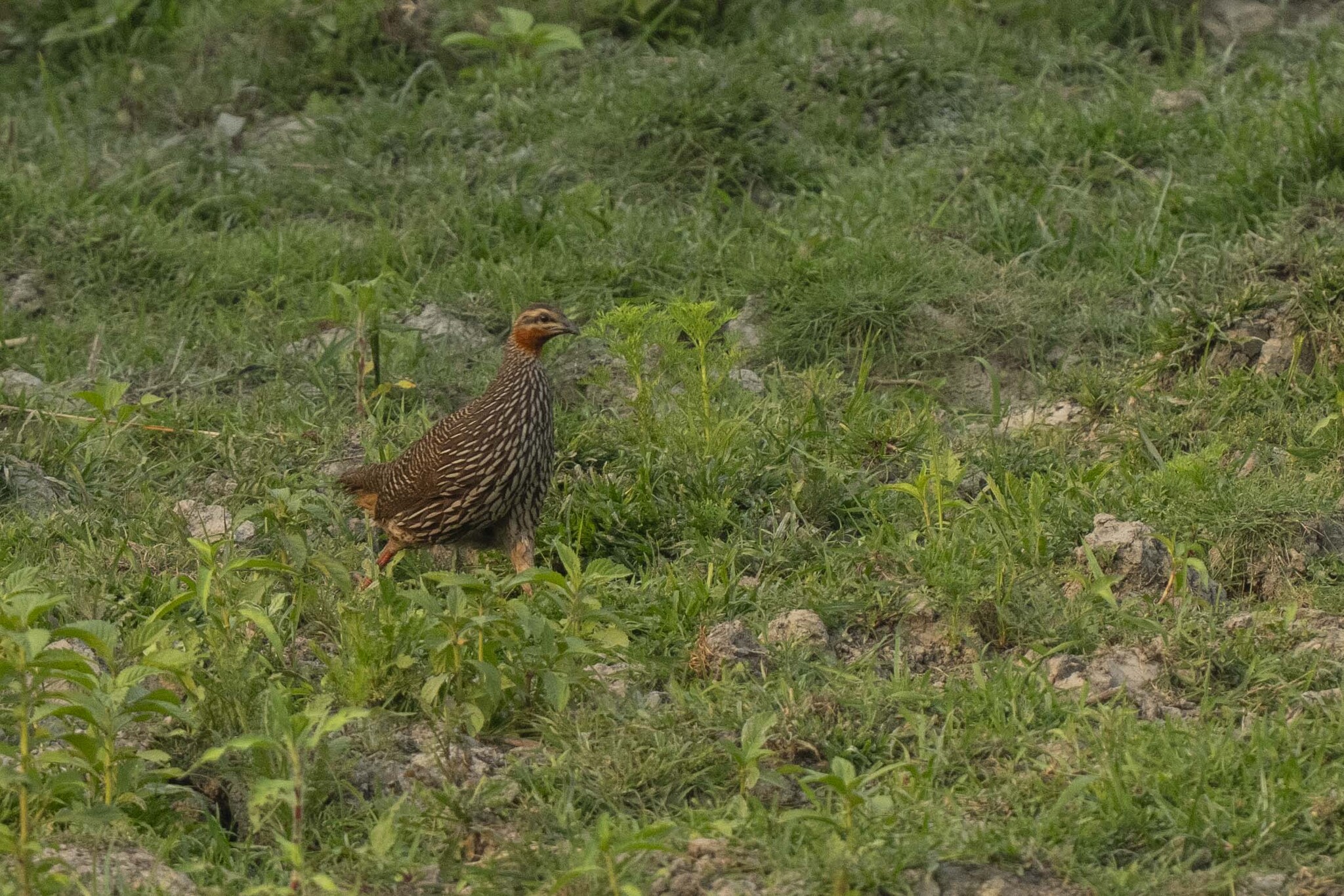 Swamp Francolin (Ortygornis gularis), photo 2