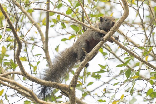 Orange-bellied Himalayan Squirrel