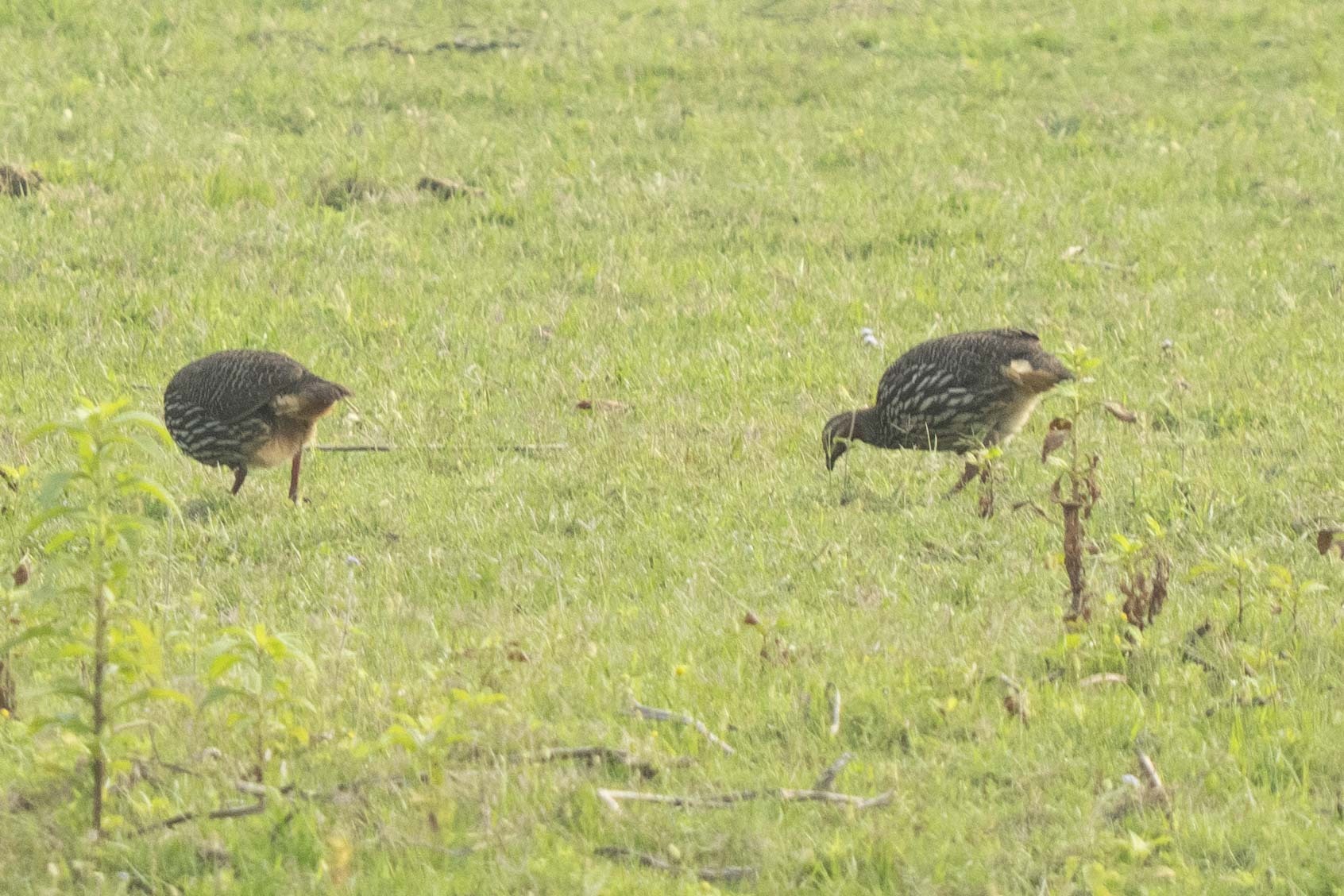 Swamp Francolin (Ortygornis gularis), photo 1