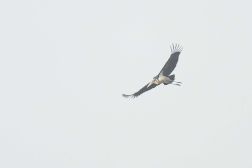 Greater Adjutant (Leptoptilos dubius)