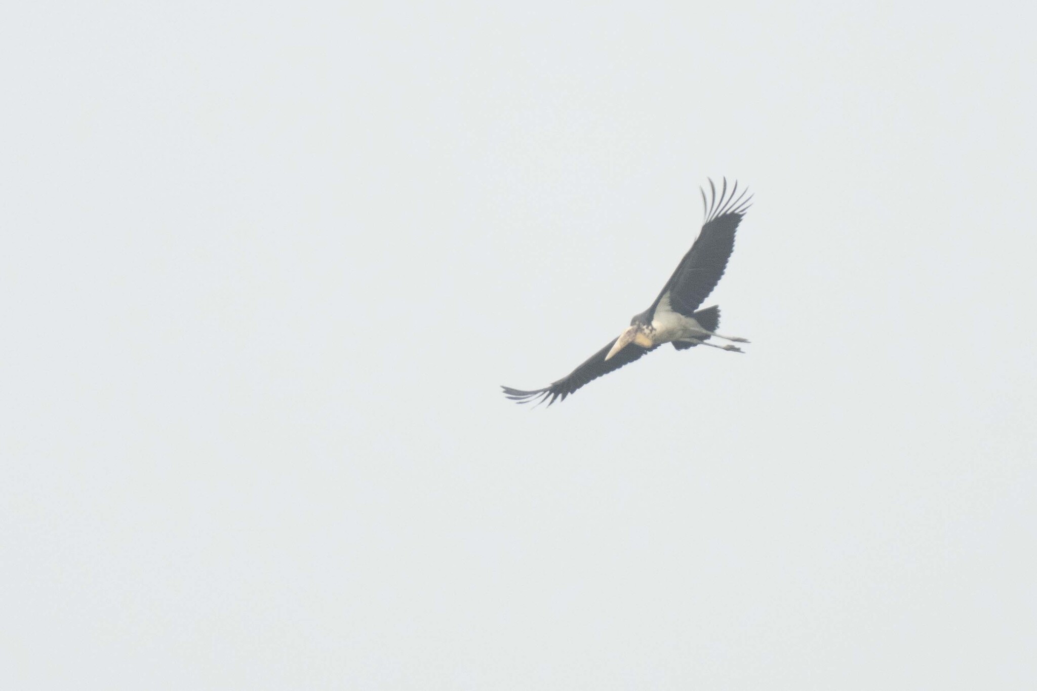Greater Adjutant (Leptoptilos dubius), photo 1