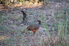Penelope ochrogaster